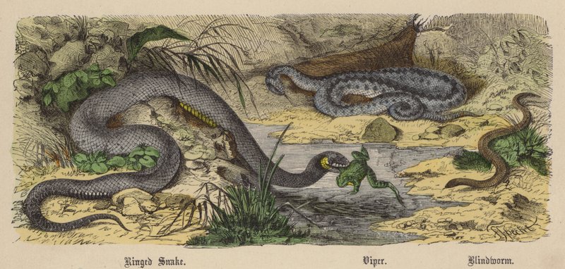 Ringed Snake, Viper, Blindworm (renkli gravür) by Friedrich Specht