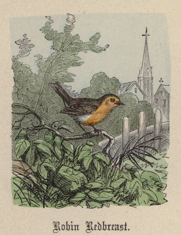 Robin Redbreast (renkli gravür) by Friedrich Specht