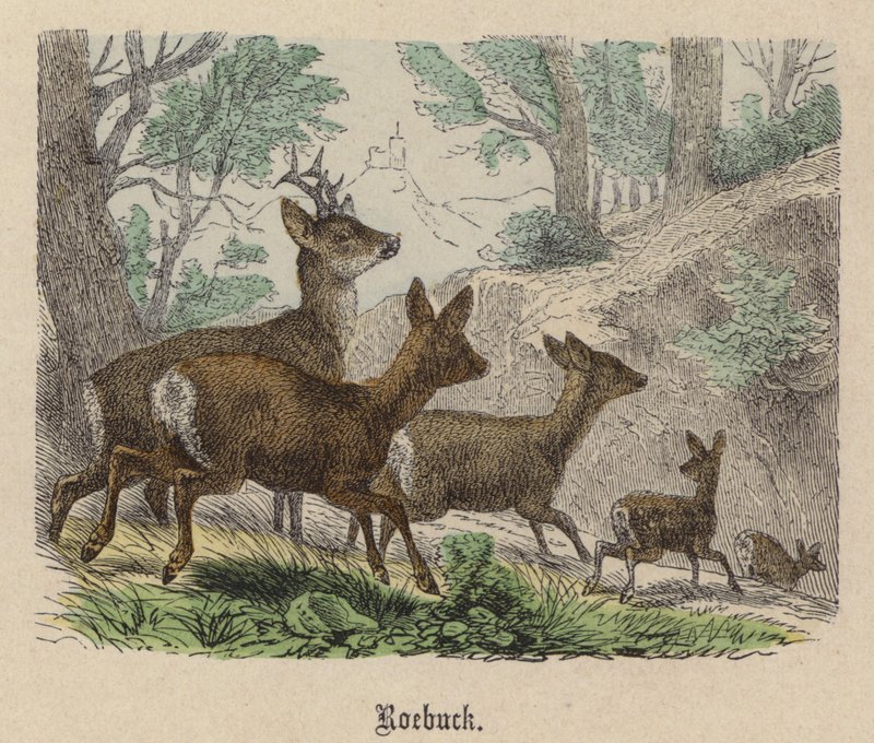Roebuck (renkli gravür) by Friedrich Specht