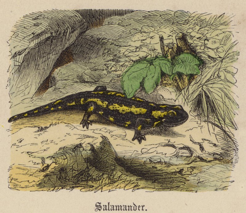 Semender (renkli gravür) by Friedrich Specht