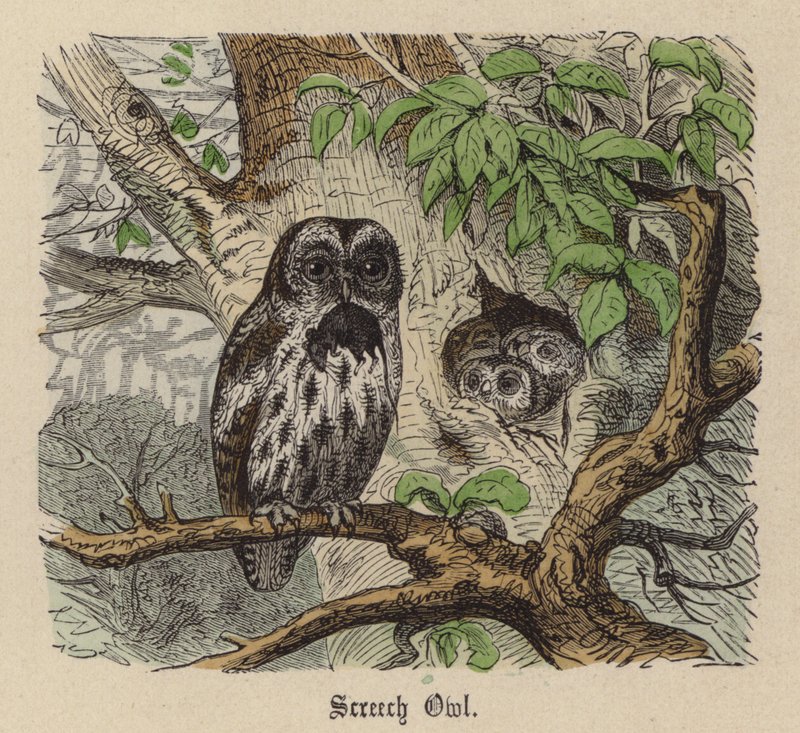 Screech Owl (renkli gravür) by Friedrich Specht