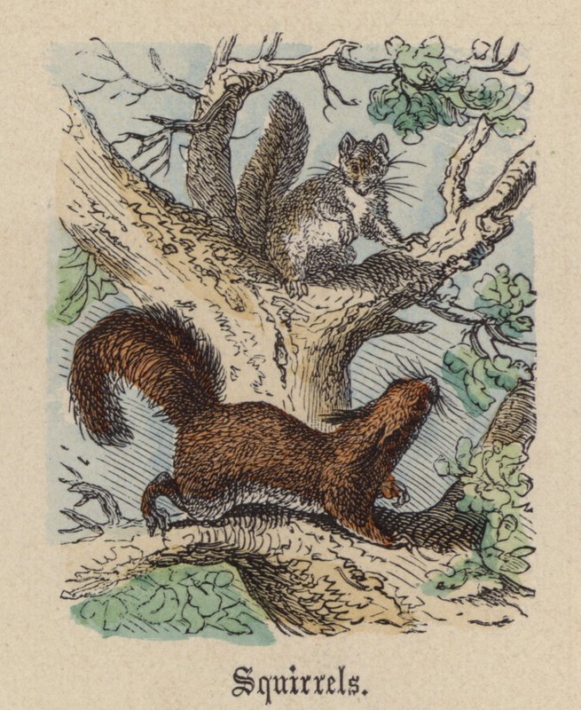 Sincaplar (renkli gravür) by Friedrich Specht
