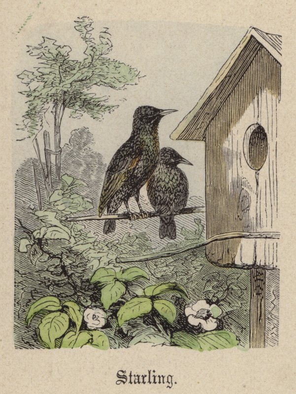 Starling (renkli gravür) by Friedrich Specht