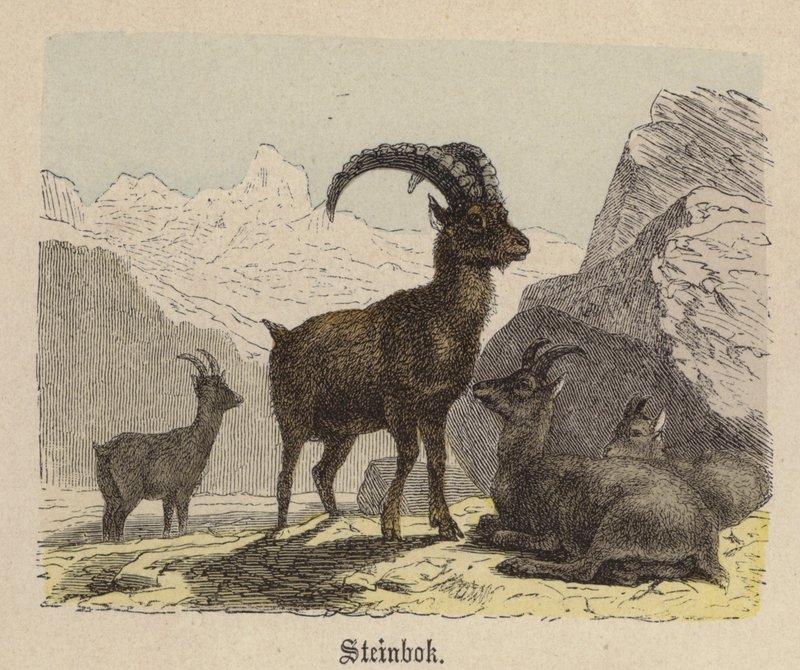 Steinbok (renkli gravür) by Friedrich Specht