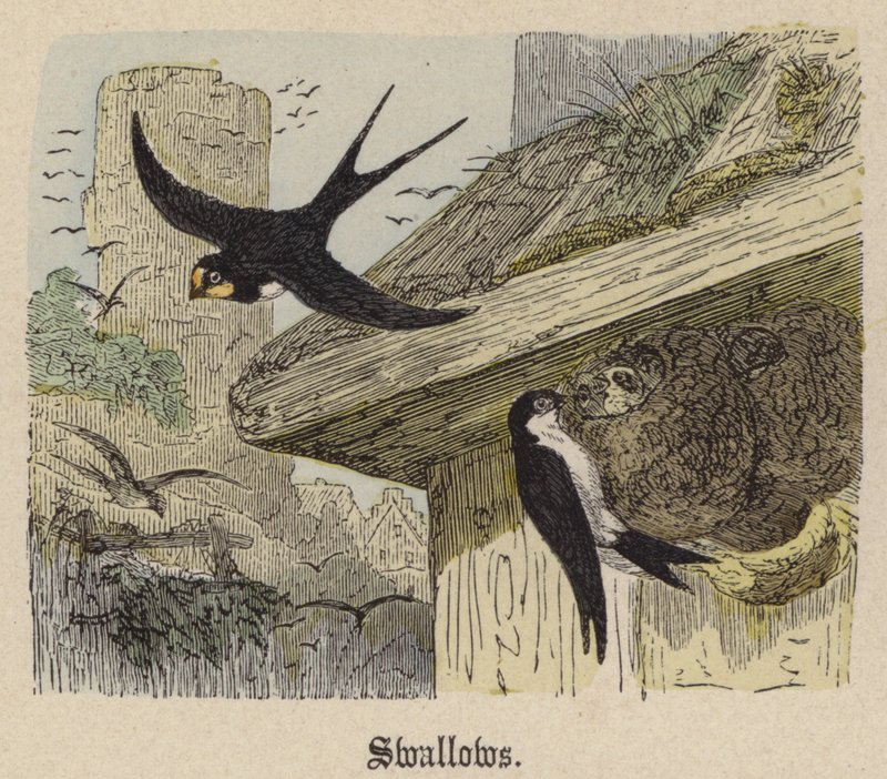 Kırlangıçlar (renkli gravür) by Friedrich Specht