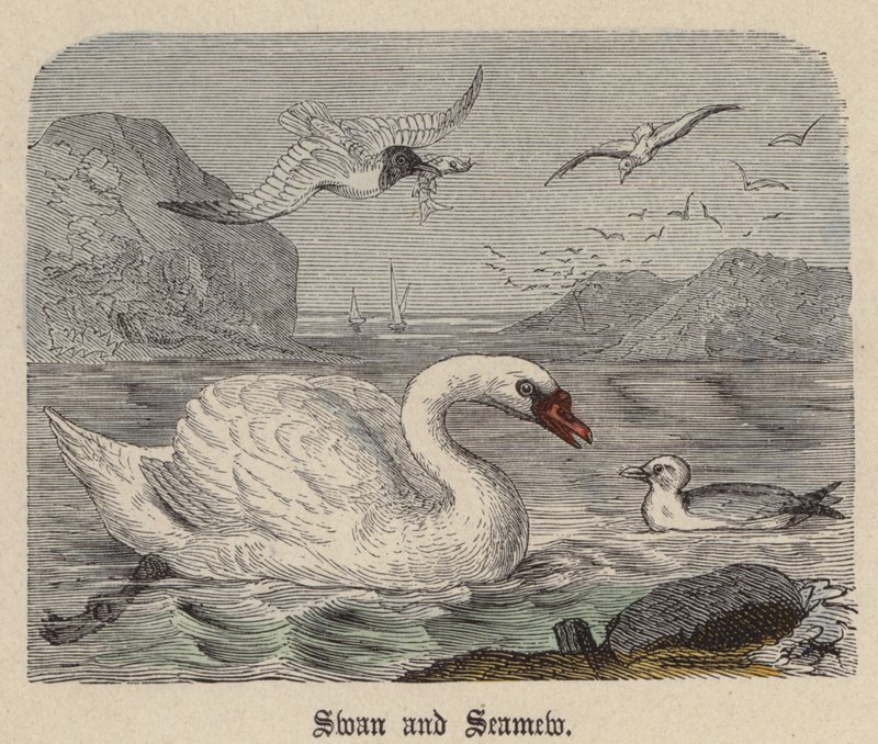 Kuğu ve Deniz yosunu (renkli gravür) by Friedrich Specht