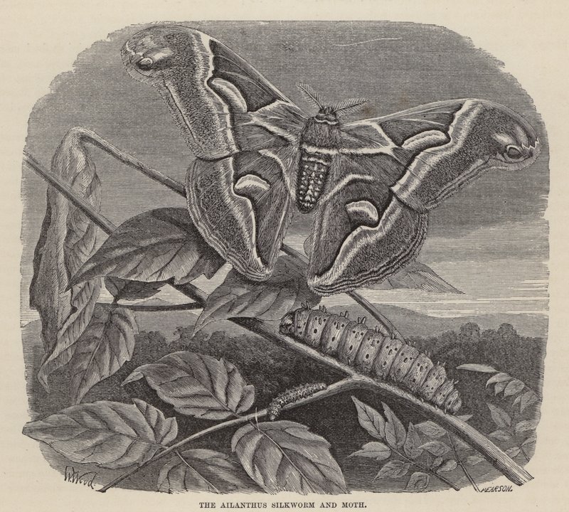 Ailanthus İpekböceği ve Güve (gravür) by Friedrich Specht