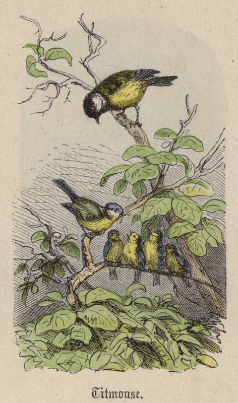 Baştankara (renkli gravür) by Friedrich Specht