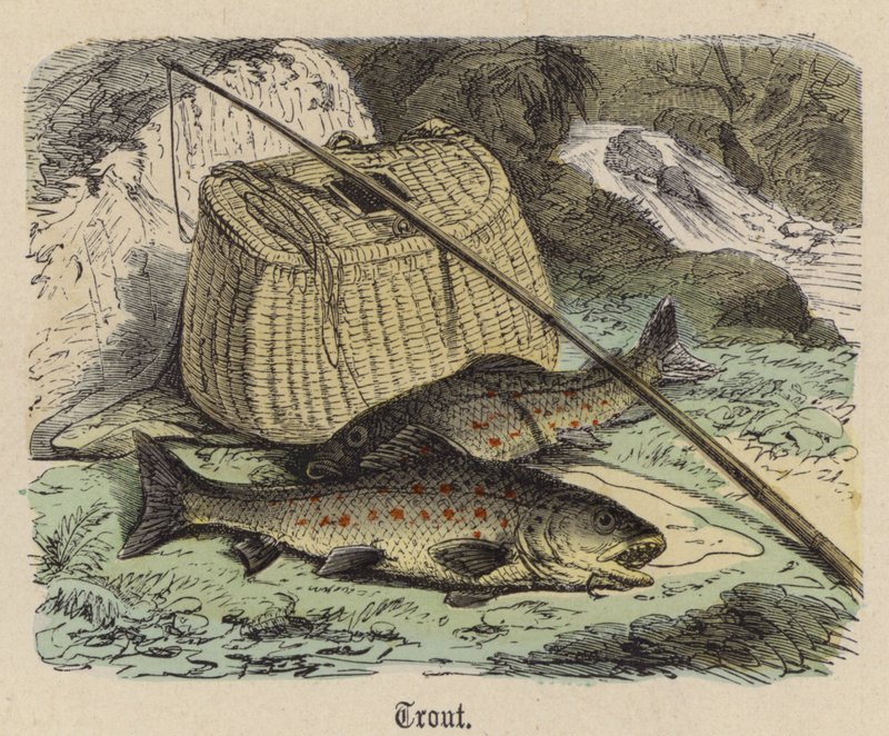 Alabalık (renkli gravür) by Friedrich Specht