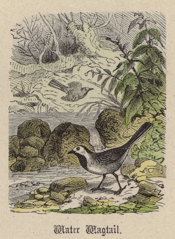 Su Kuyruğu (renkli gravür) by Friedrich Specht
