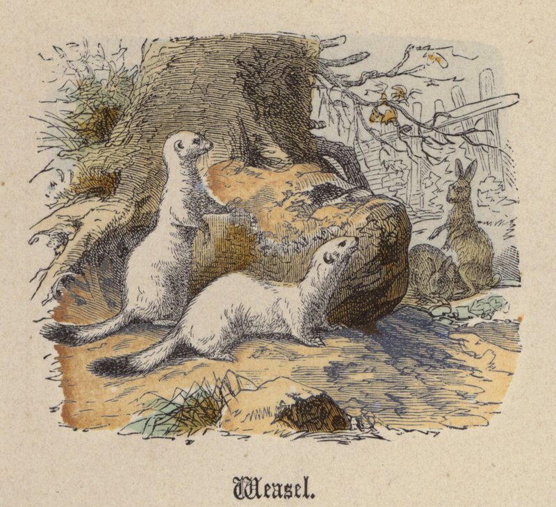 Gelincik (renkli gravür) by Friedrich Specht