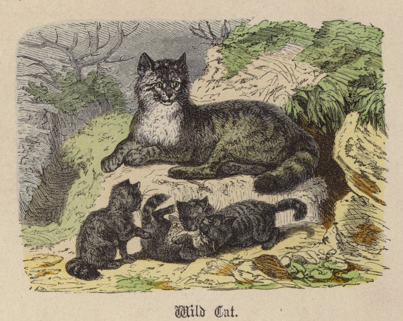 Vahşi Kedi (renkli gravür) by Friedrich Specht