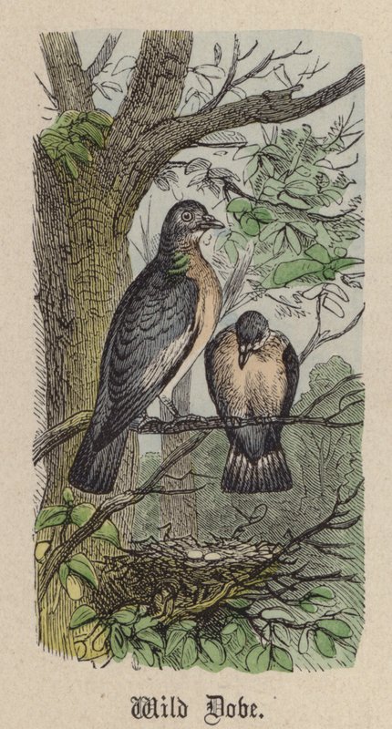 Yabani Güvercin (renkli gravür) by Friedrich Specht