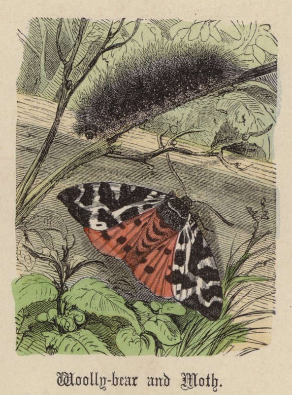 Yünlü Ayı ve Güve (renkli gravür) by Friedrich Specht