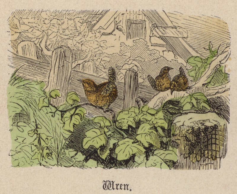 çit kuşu (renkli gravür) by Friedrich Specht