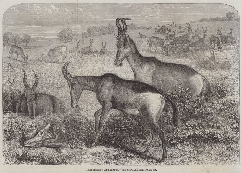 Hartebeeste Antilopları by Friedrich Wilhelm Keyl