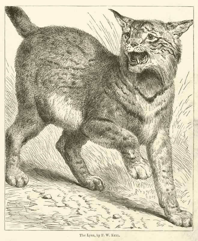 Lynx (gravür) by Friedrich Wilhelm Keyl