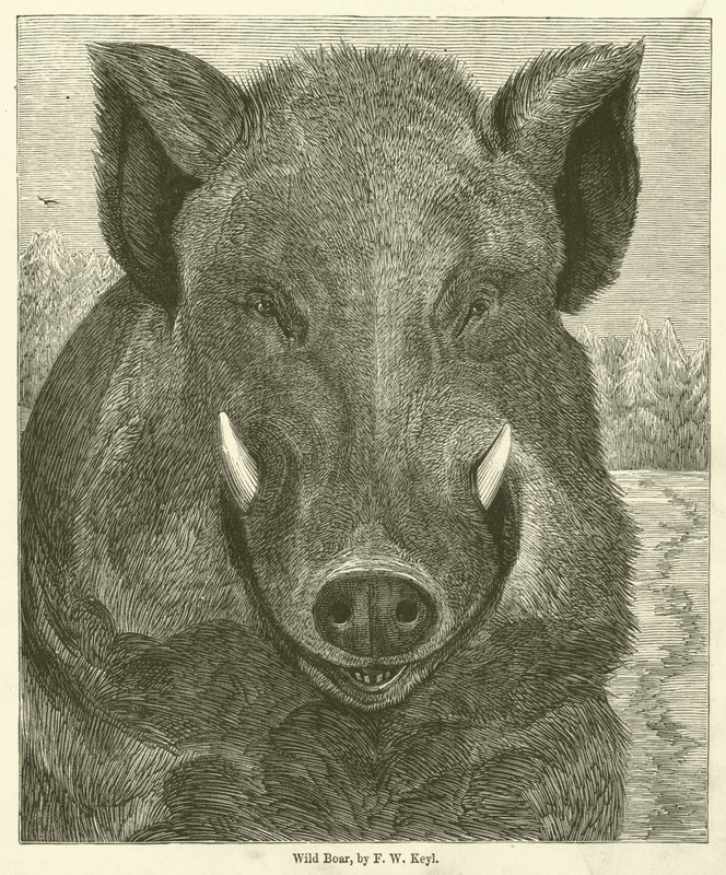 Yaban Domuzu (gravür) by Friedrich Wilhelm Keyl