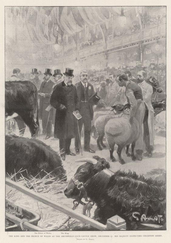 Kral ve Galler Prensi Smithfield Club Sığır Gösterisinde, 9 Aralık, Majesteleri Şampiyon Koyunları teftiş ediyor by G.S. Amato