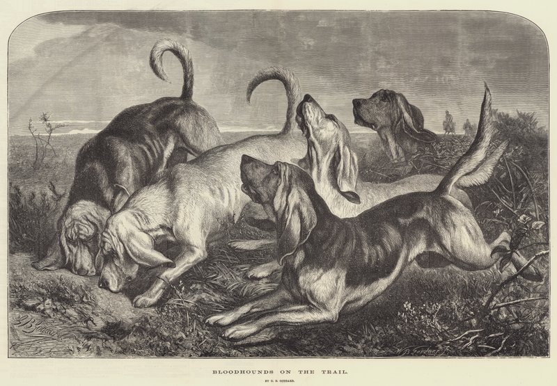 Yoldaki Kan Tazıları by George Bouverie Goddard