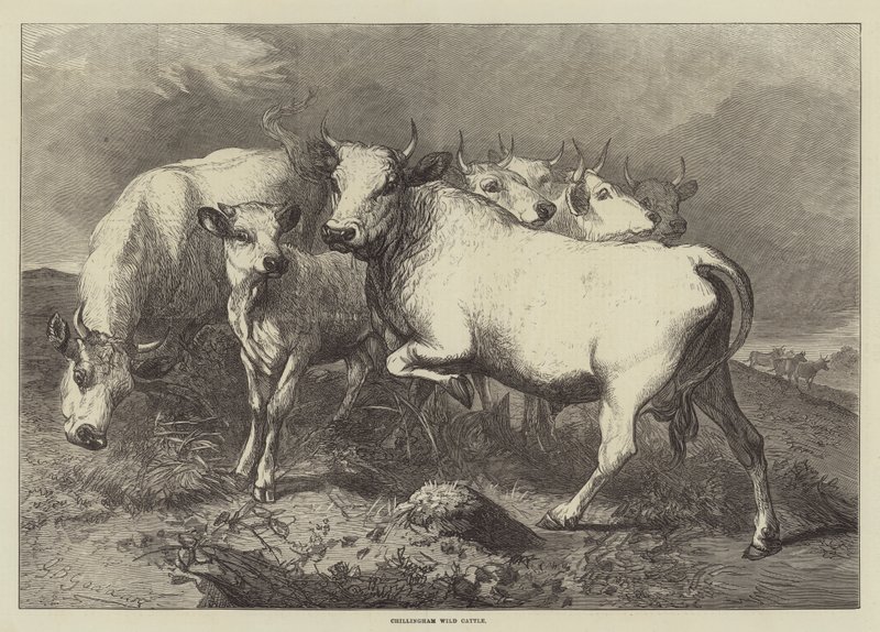 Chillingham Yabani Sığır by George Bouverie Goddard