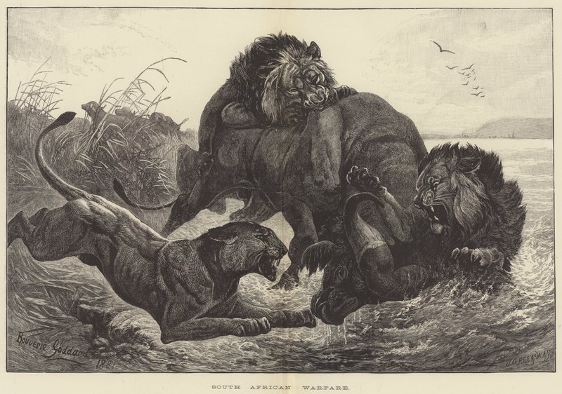 Güney Afrika Savaşı by George Bouverie Goddard