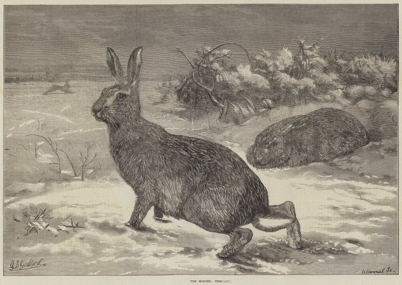 ತಿಂಗಳುಗಳು, ಫೆಬ್ರವರಿ ಟರ್ಕಿ by George Bouverie Goddard