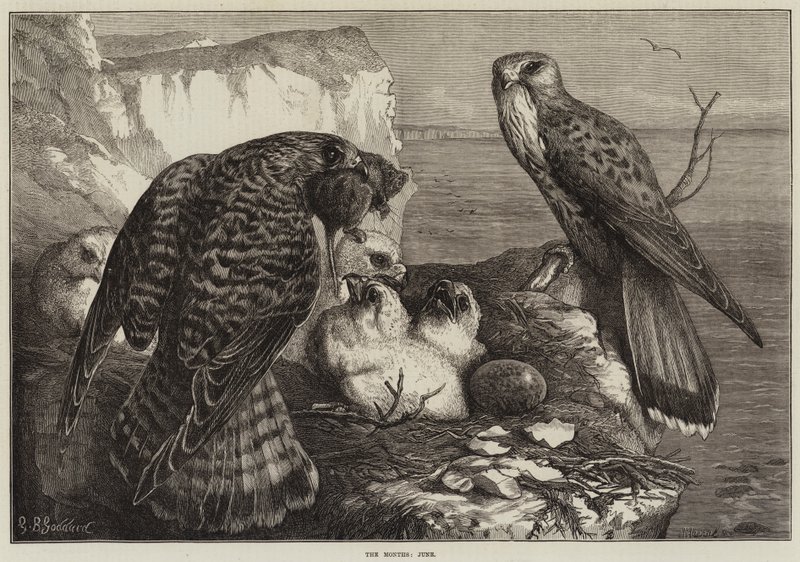 Aylar, Haziran by George Bouverie Goddard