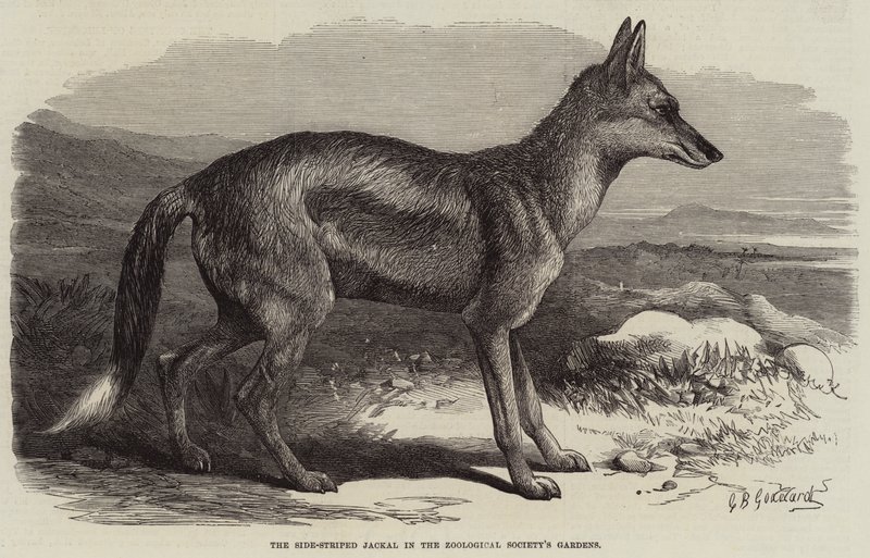 Zooloji Derneği'nin Bahçelerinde Yan Çizgili Çakal by George Bouverie Goddard