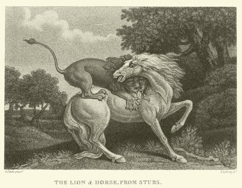 Aslan ve At, Stubs