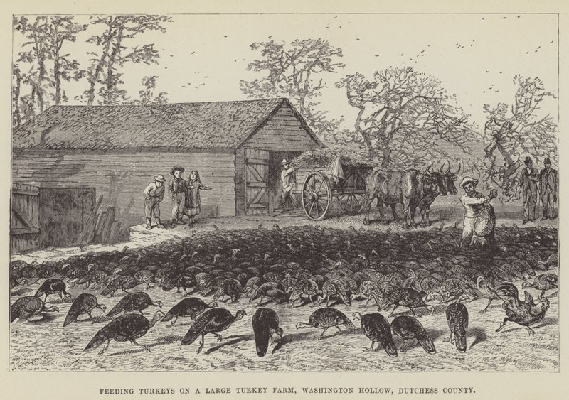 Hindileri Büyük Bir Hindi Çiftliğinde Beslemek, Washington Hollow, Dutchess County by George Augustus Sala