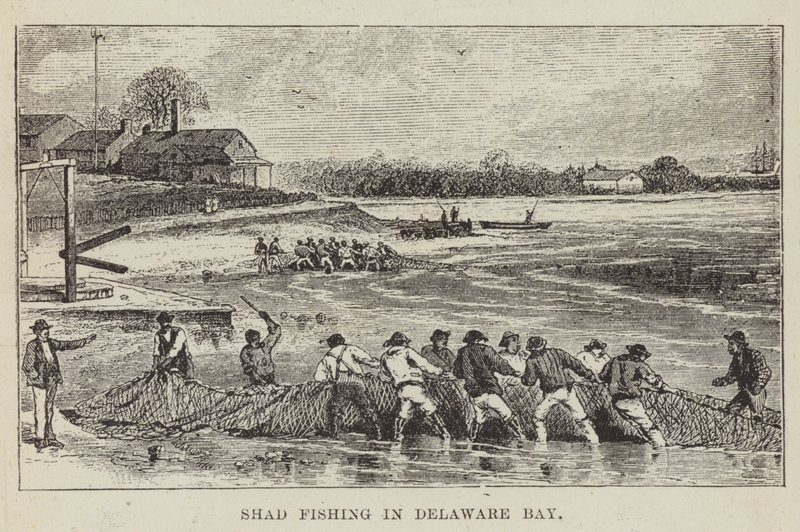 Delaware Körfezi