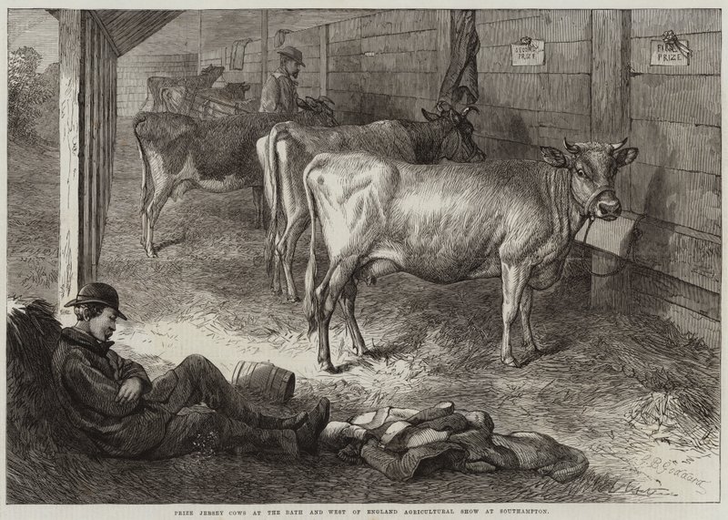 Southampton'daki Bath ve West of England Tarım Fuarı'nda Jersey İnekleri Ödülü by George Bouverie Goddard