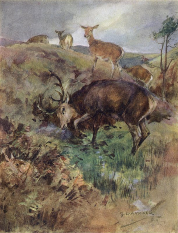 Bir Kızıl Geyiğin Öyküsü için İllüstrasyon (renkli taş) by George Denholm Armour