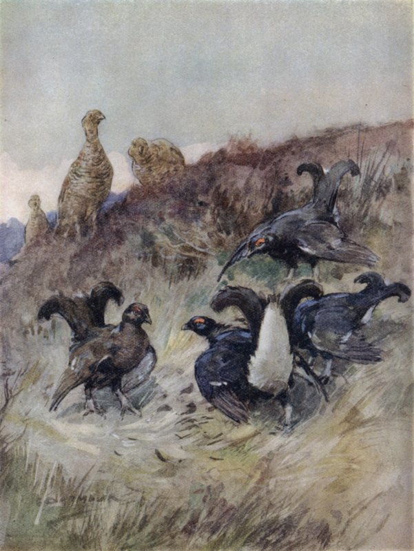 Bir Kızıl Geyiğin Öyküsü için İllüstrasyon (renkli taş) by George Denholm Armour