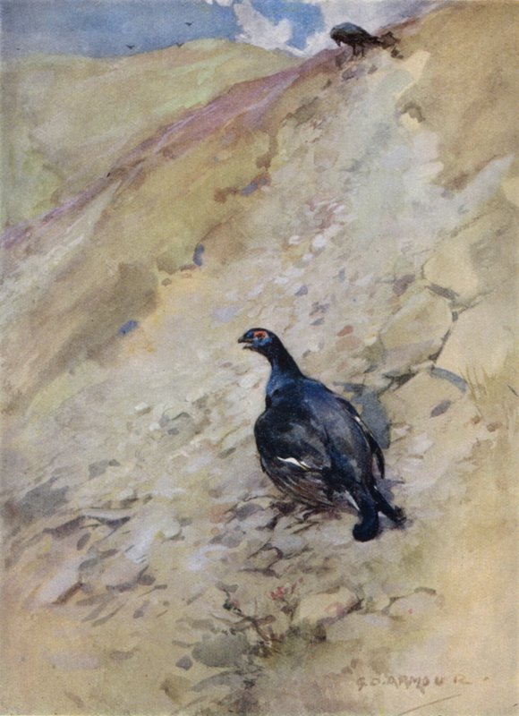 Bir Kızıl Geyiğin Öyküsü için İllüstrasyon (renkli taş) by George Denholm Armour
