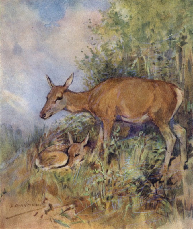 Bir Kızıl Geyiğin Öyküsü için İllüstrasyon (renkli taş) by George Denholm Armour
