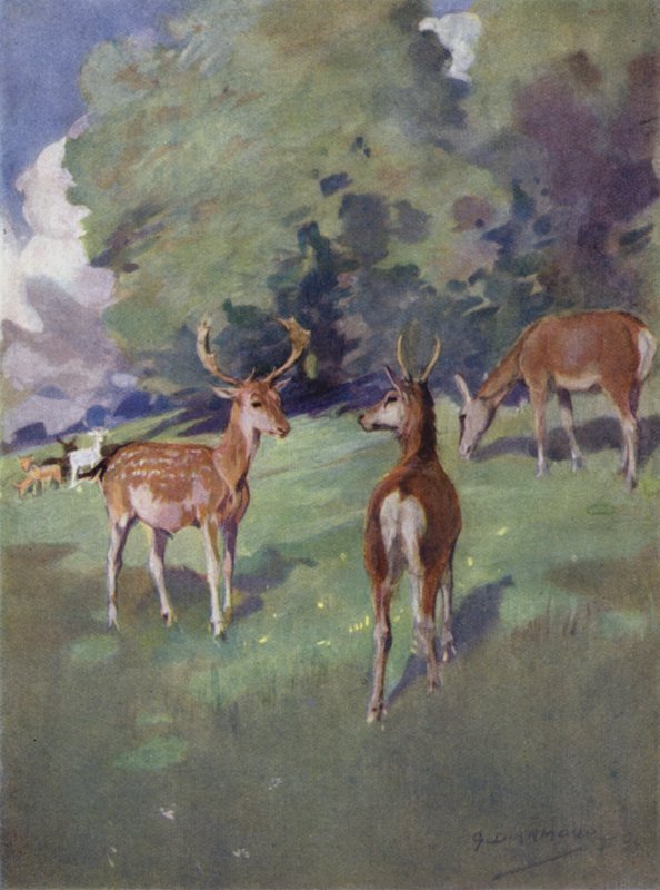 Bir Kızıl Geyiğin Öyküsü için İllüstrasyon (renkli taş) by George Denholm Armour