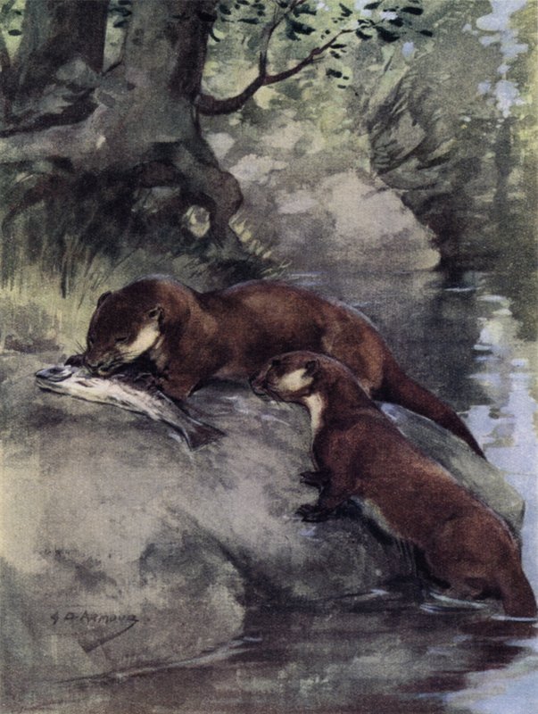 Yamaçta bir bonnie grilse bıraktılar (renkli lito) by George Denholm Armour