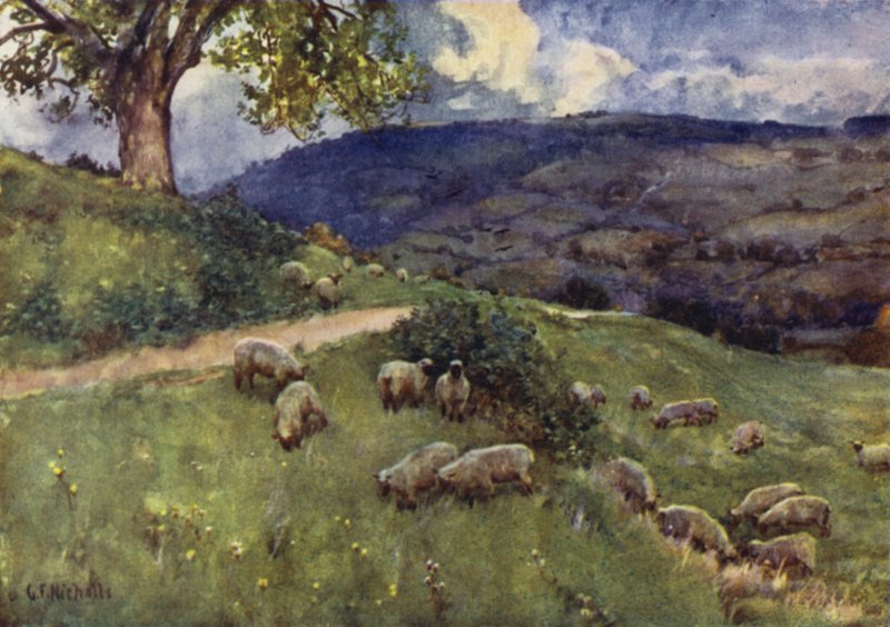 Cotswold Koyun Merası by George Franck Nicholls
