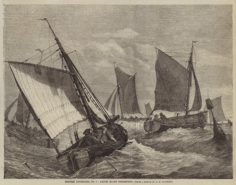 British Fisheries, No 6, Leigh Boats shrimping  by George Henry Andrews