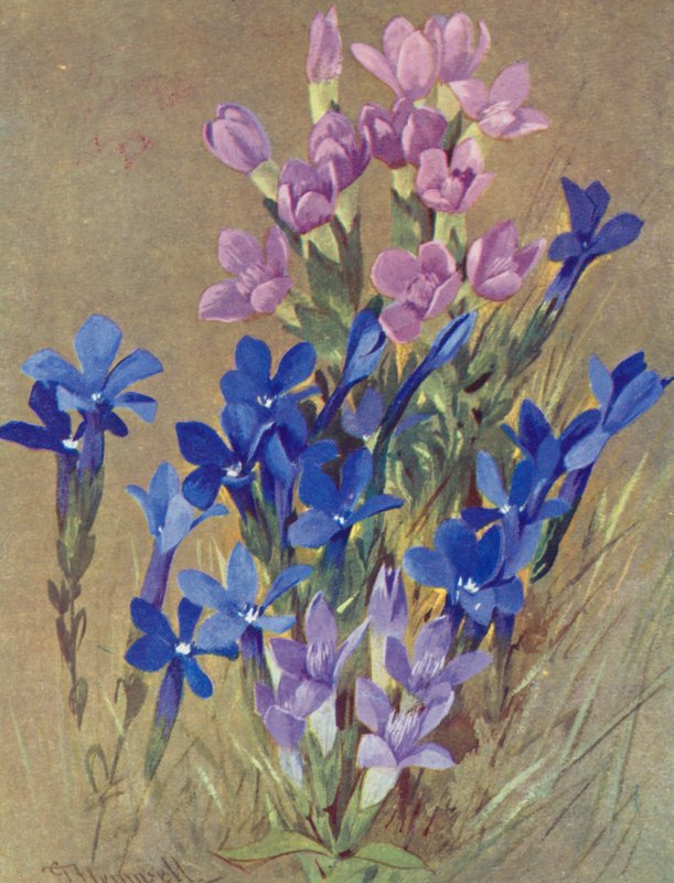  by George Jackson Flemwell