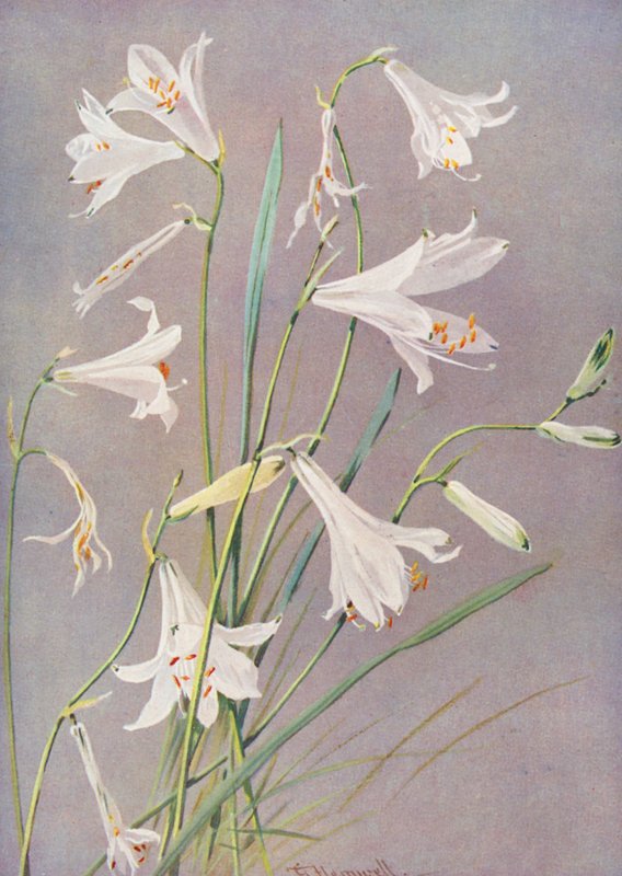  by George Jackson Flemwell