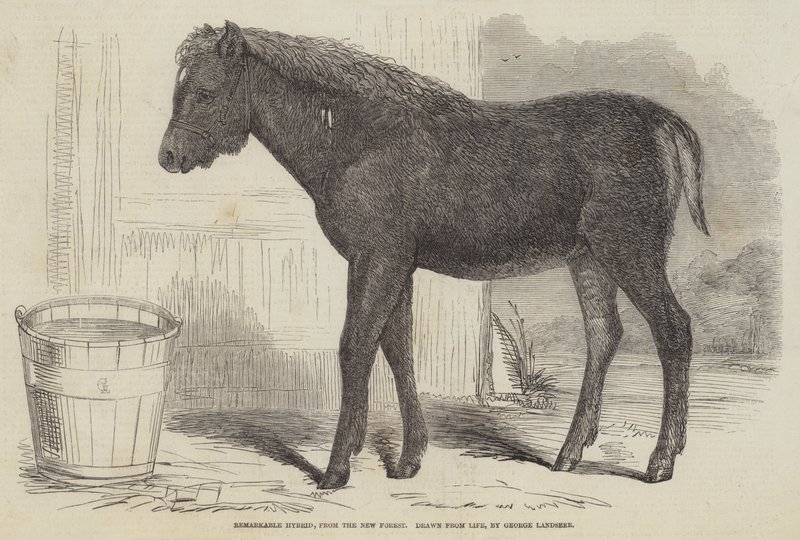 Yeni Ormandan Olağanüstü Hibrit by George Landseer