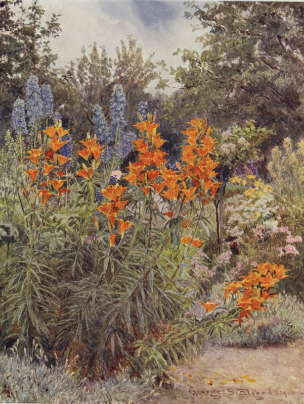 Turuncu Zambaklar ve Larkspur by George Samuel Elgood