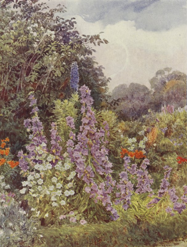 Mor Çan çiçeği by George Samuel Elgood