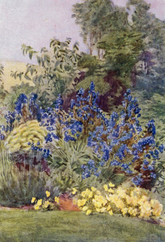 Anchusa Italica Dropmore çeşidi, Dropmore Alkanet, Clematis recta ve Violas (renkli lito) by George Soper