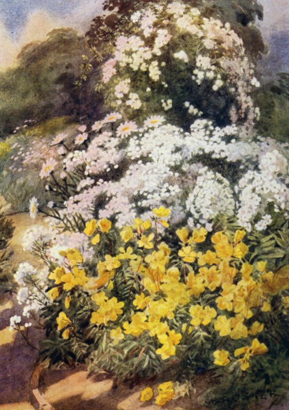 Oenothera Fruticosa Youngii, Beyaz Phloxes, Achillea Ptarmica ve Shasta Papatyaları (renkli lito) ile En İyi Çuha Güllerinden biri by George Soper