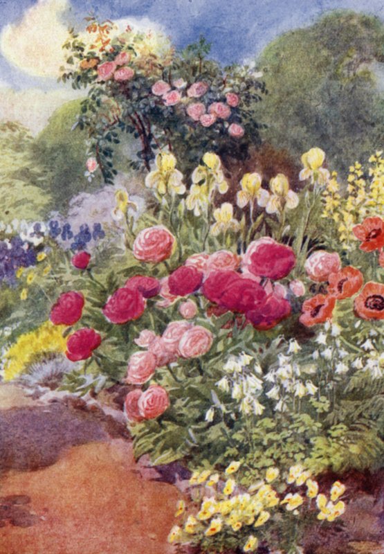 Columbines, Sarı Süsenler ve Thermopsis ile Paeonies (renkli taş) by George Soper