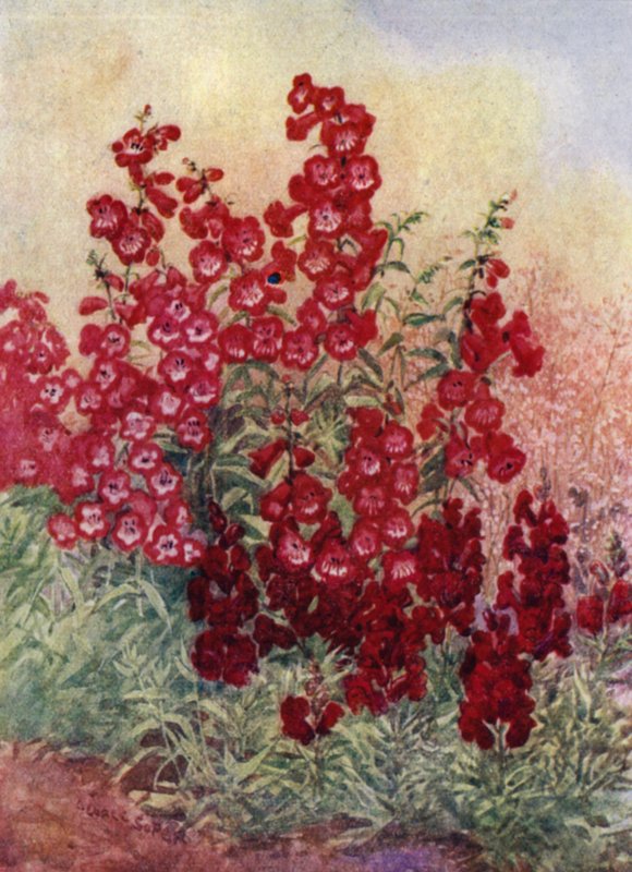 Pentstemons, Antirrhinums ve Heuchera Brizoides (renkli taş) by George Soper